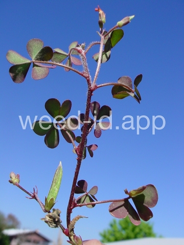 woodsorrel, creeping